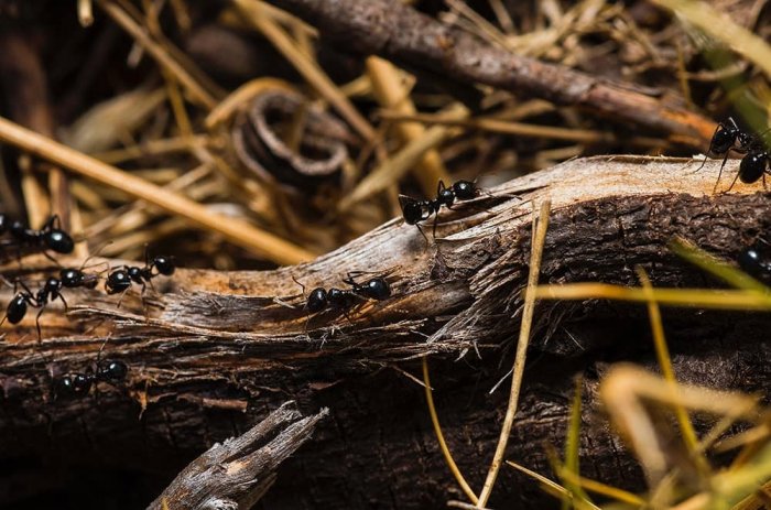 Как вывести муравьев из дома раз и навсегда?