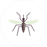 уничтожение комаров в Москве