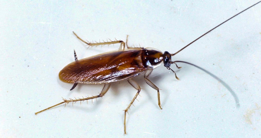 Коричневый таракан (Supella longipalpa)