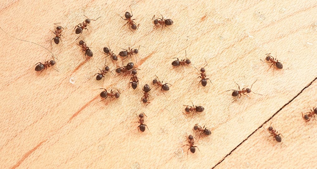 выведения муравьев в квартире 